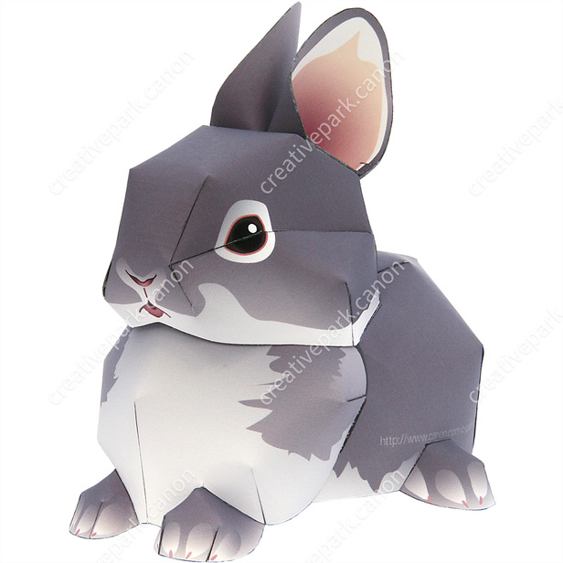 Netherland Dwarf - Pet Series - Animals - Paper Craft
