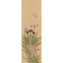 日本画(20)　菖蒲 日本画(20) 菖蒲