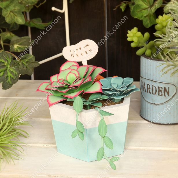 多肉植物の寄せ植え（エケベリア） - 観葉植物 - 植物 - ホーム