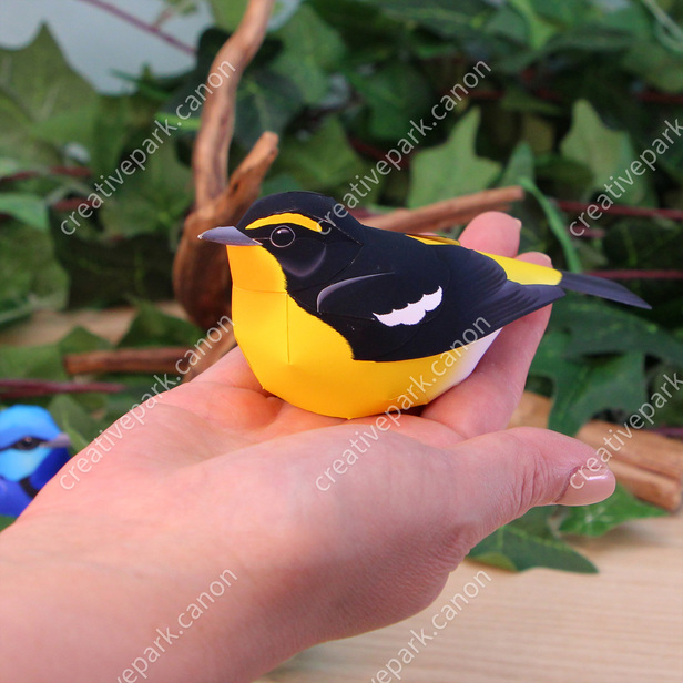 Colorful Bird (Narcissus Flycatcher) - Pet Series - Animals